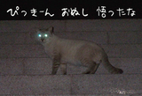 小曽根真 猫