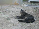 地元ねこ