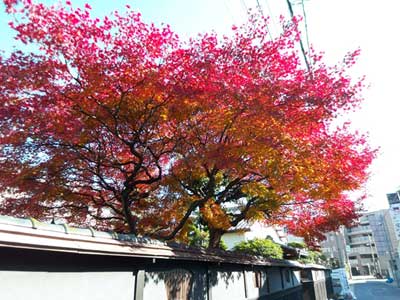 0812紅葉