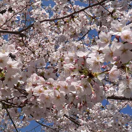 09桜1