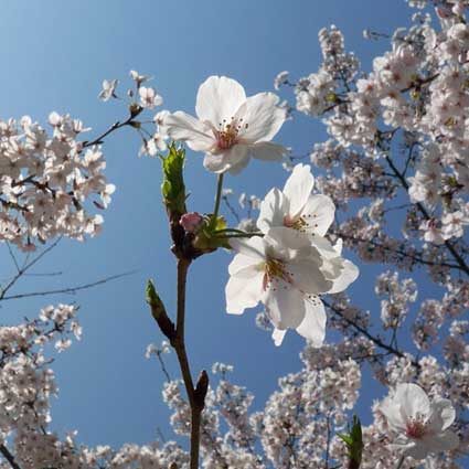 09桜2