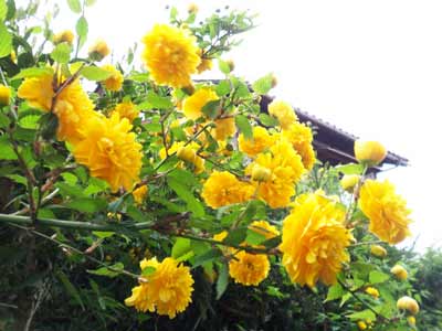 八重山吹