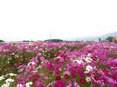 コスモス101020.jpg