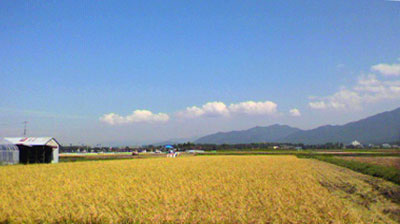 110908稲刈り-1.jpg