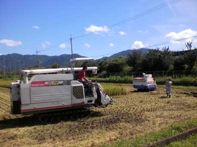 13稲刈り-2.jpg