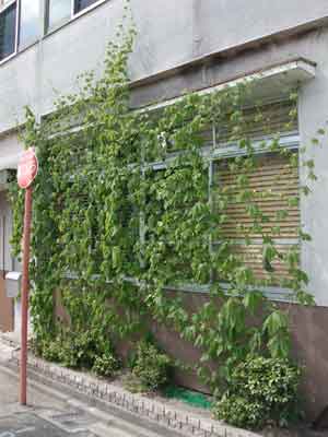 2012緑のカーテン.jpg