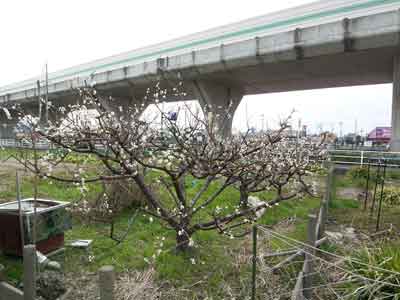現地調査120322.jpg