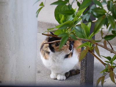 現場ネコ190401.jpg
