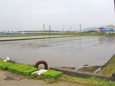 田植え12.jpg