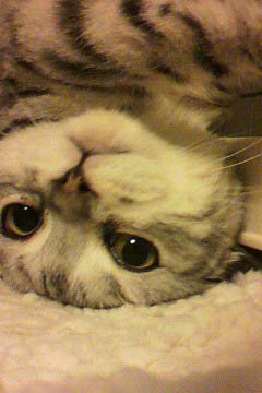 kuma110408.jpg