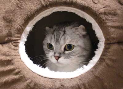 kuma111208.jpg