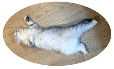 kuma150818.jpg