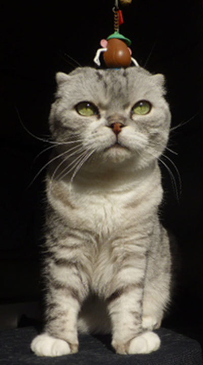 kuma190416.jpg