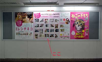 kuma ポスター.jpg
