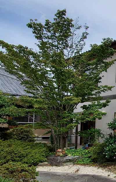 ued200913_004.jpg